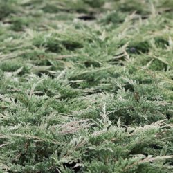 jałowiec płożący prostrata