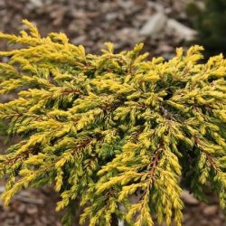 jałowiec pospolity goldschatz