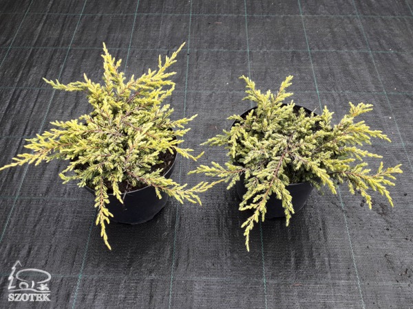 jałowiec pospolity goldschatz