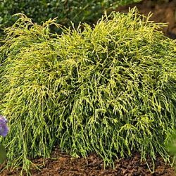 cyprysik groszkowy sungold