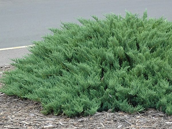 Jałowiec sabiński TAMARISCIFOLIA - sadzonki
