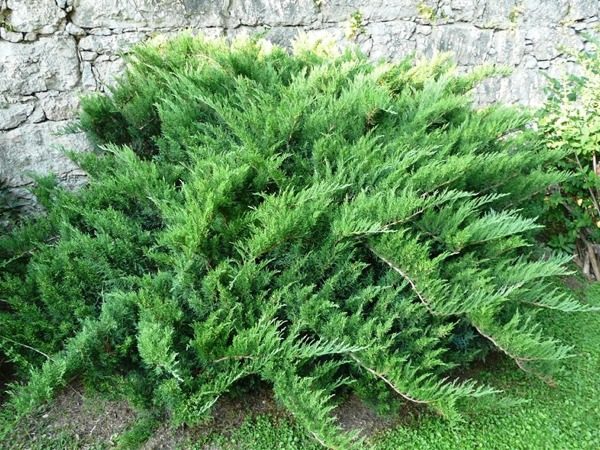 Jałowiec sabiński TAMARISCIFOLIA - sadzonki