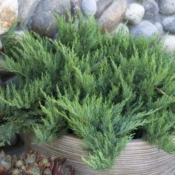 Jałowiec sabiński TAMARISCIFOLIA - sadzonki