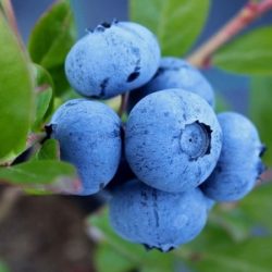 Borówka amerykańska CHANDLER - sadzonki