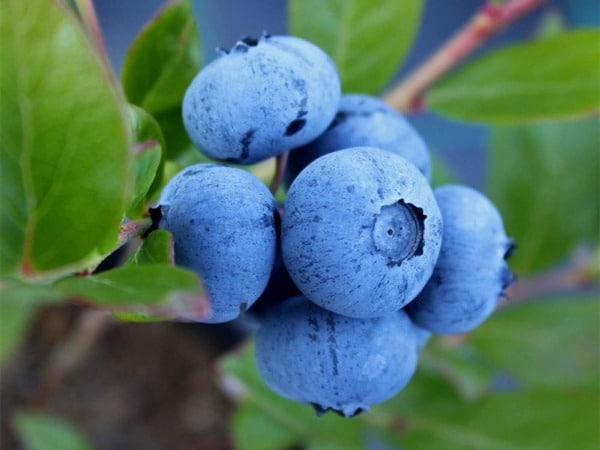 Borówka amerykańska CHANDLER - sadzonki