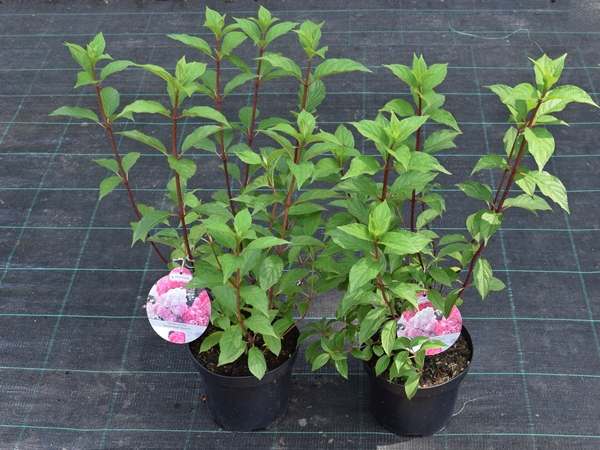 L033C20-hortensja-bukietowa-vanille-fraise Hortensja bukietowa VANILLE FRAISE RENHY - sadzonki C3