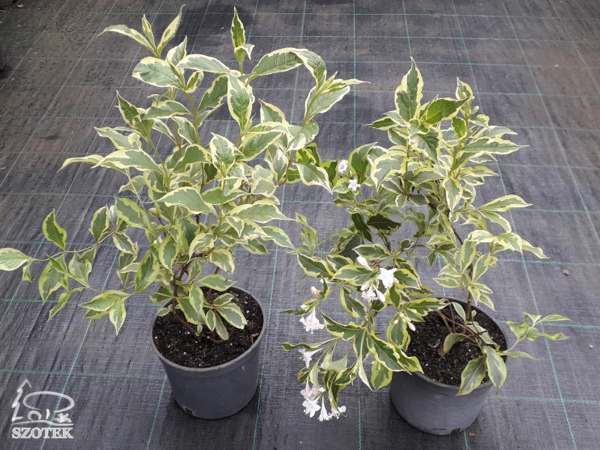 krzewuszka cudowna variegata