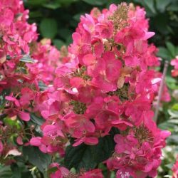 hortensja bukietowa magical flame