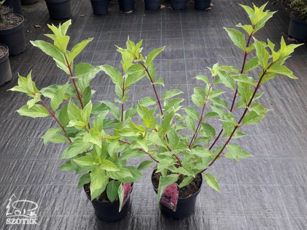 hortensja bukietowa magical flame