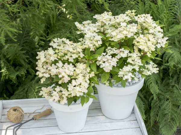 Hortensja bukietowa POLESTAR - sadzonki