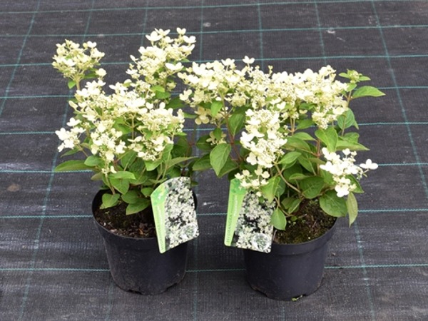 Hortensja bukietowa POLESTAR - sadzonki w doniczkach C3