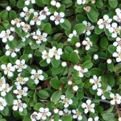 irga rozesłana queen of carpets