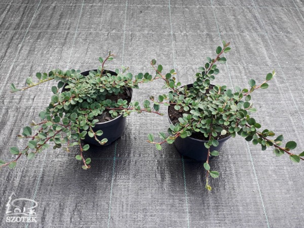 irga rozesłana queen of carpets