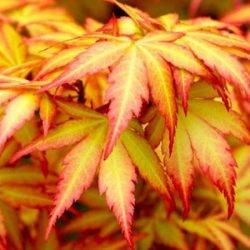 klon palmowy orange dream