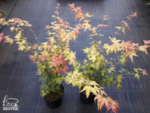 klon palmowy orange dream