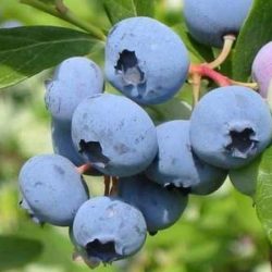 Borówka amerykańska DARROW - sadzonki