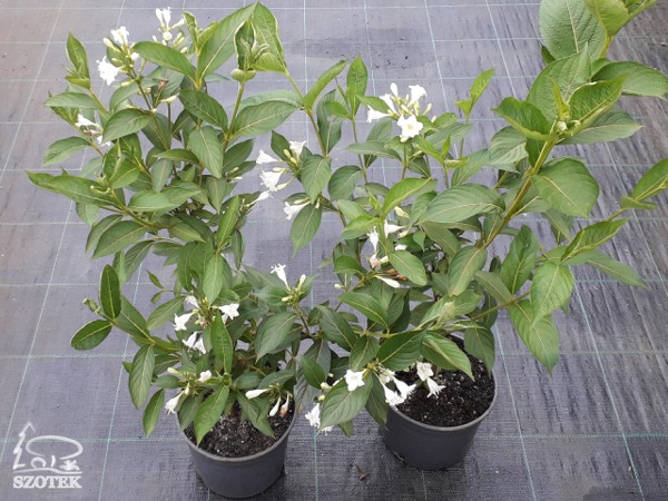 krzewuszka cudowna candida