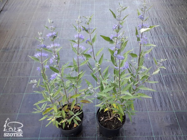 L165C15-barbula-klandonska-heavenly-blue barbula klandońska heavenly blue