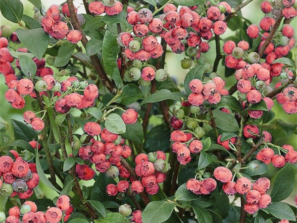 Borówka amerykańska PINK LEMONADE - sadzonki