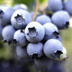 Borówka amerykańska NELSON