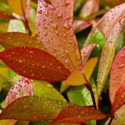 Kiścień scarletta ZEBLID - sadzonki