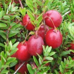 Żurawina wielkoowocowa MCFARLIN - sadzonki