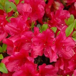 Azalia japońska MARUSCHKA - sadzonki