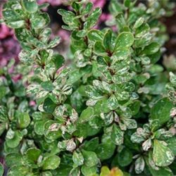 Berberys thunberga POWWOW - sadzonki