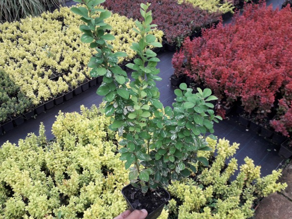 Berberys thunberga POWWOW - sadzonki P9