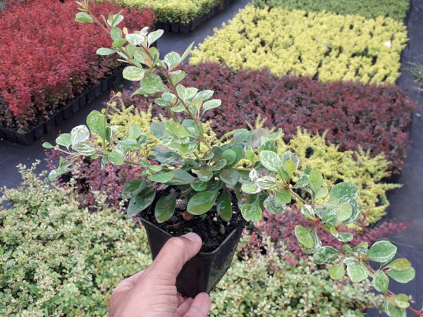 Berberys thunberga KÓRNIK - sadzonki P9