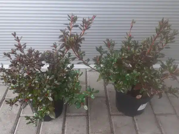 Azalia japońska MARUSCHKA - sadzonki w doniczkach C3