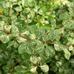 Berberys thunberga KÓRNIK - sadzonki