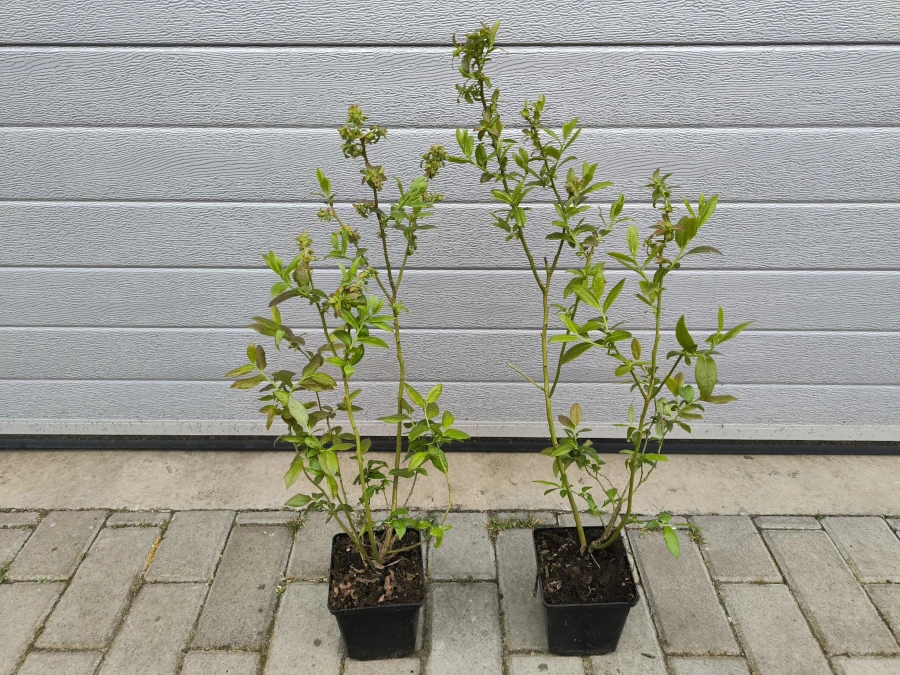 Borówka amerykańska CHANDLER - sadzonki w doniczkach P11