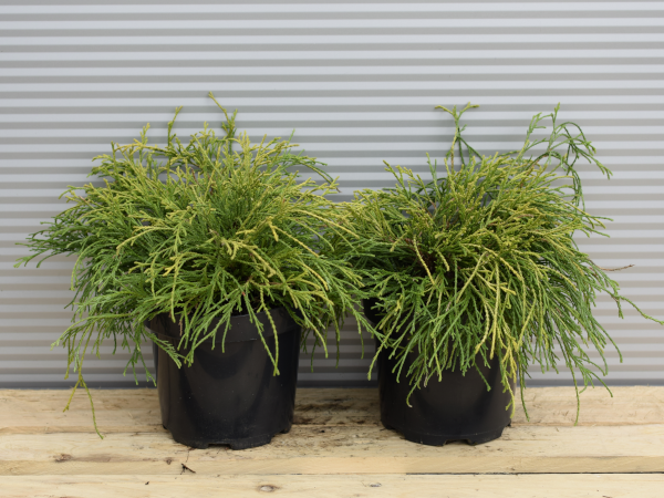 Cyprysik groszkowy SUNGOLD - sadzonki w doniczkach C2