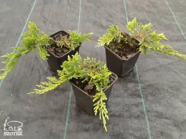 Jałowiec płożący GOLDEN CARPET - sadzonki w doniczkach P9