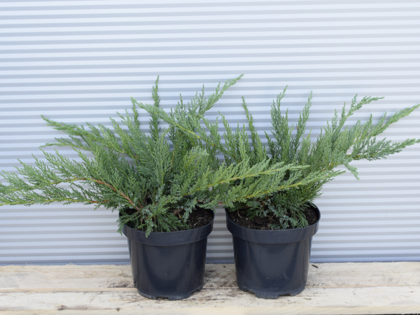 Jałowiec sabiński TAMARISCIFOLIA - sadzonki w doniczkach C3