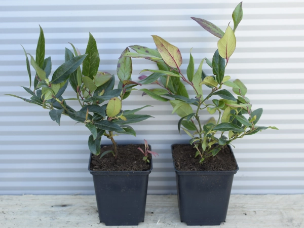 Kiścień SCARLETTA ZEBLID - sadzonki w doniczkach P9