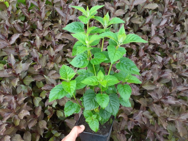 Pysznogłówka (monarda, bergamotka) - sadzonki w doniczkach P11