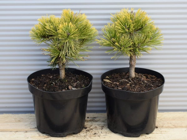 Sosna kosodrzewina OPHIR - sadzonki w doniczkach C3