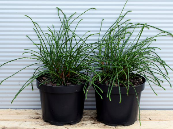 Żywotnik olbrzymi WHIPCORD - sadzonki w doniczkach C3