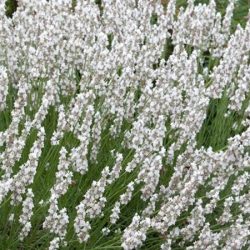 lawenda wąskolistna edelweiss