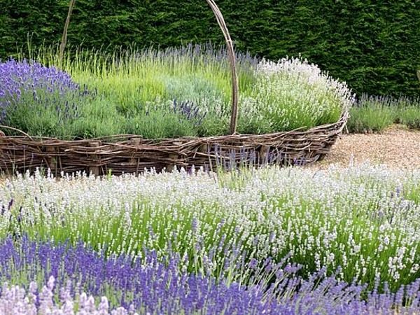 lawenda wąskolistna edelweiss