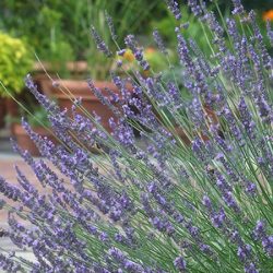 lawenda pośrednia pure platinum