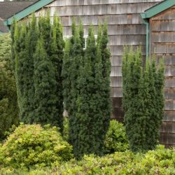 cis pośredni hicksii