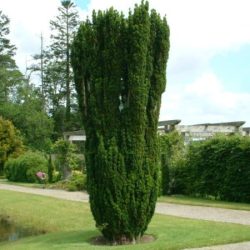 cis pospolity green rocket