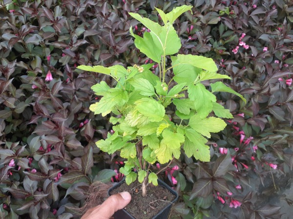 Pęcherznica kalinolistna LUTEUS - sadzonki w doniczkach P9