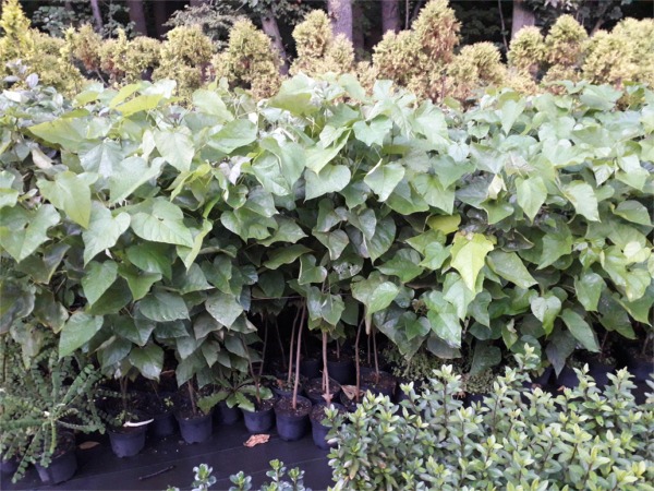 Surmia (catalpa) - sadzonki C2