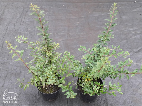 L174C20-tawula-nipponska-snowmound tawuła nippońska snowmound