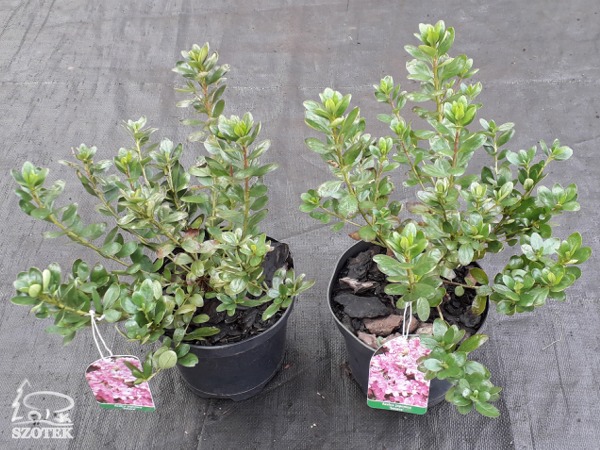 azalia japońska sasava