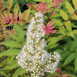 tawlina jarzębolistna sem